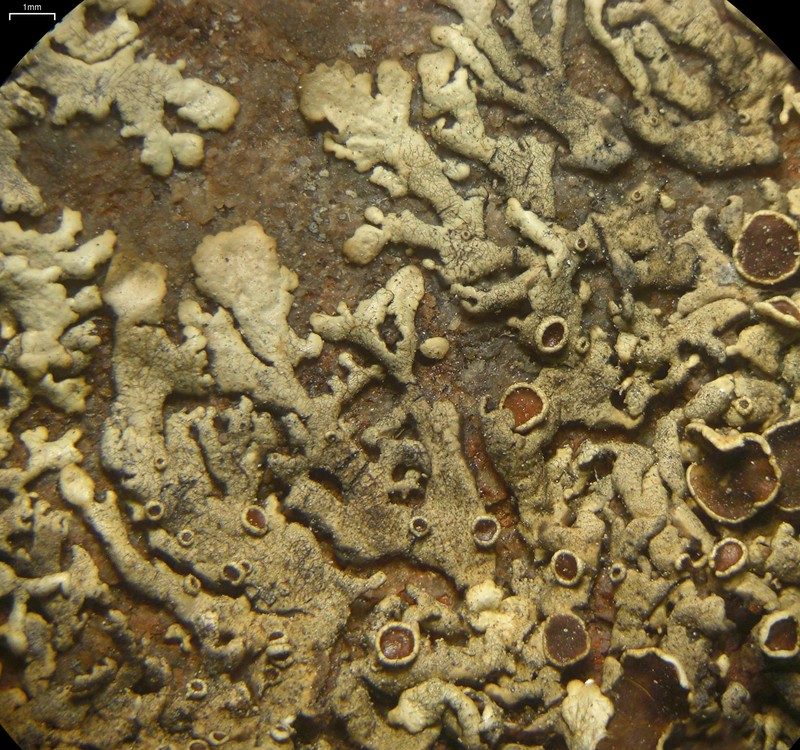 Mountain Xanthoparmelia Lichen photo 3