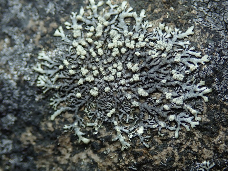 Mougeot's Xanthoparmelia Lichen photo 2