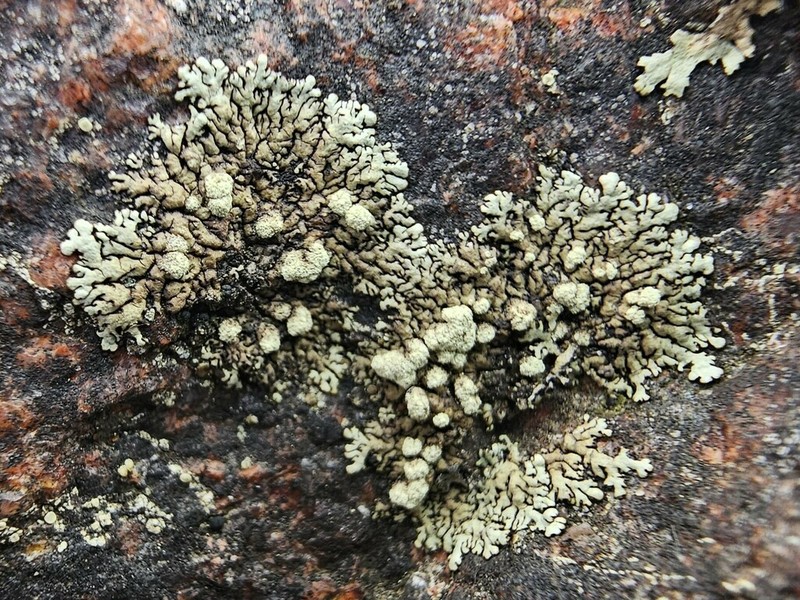 Mougeot's Xanthoparmelia Lichen photo 3