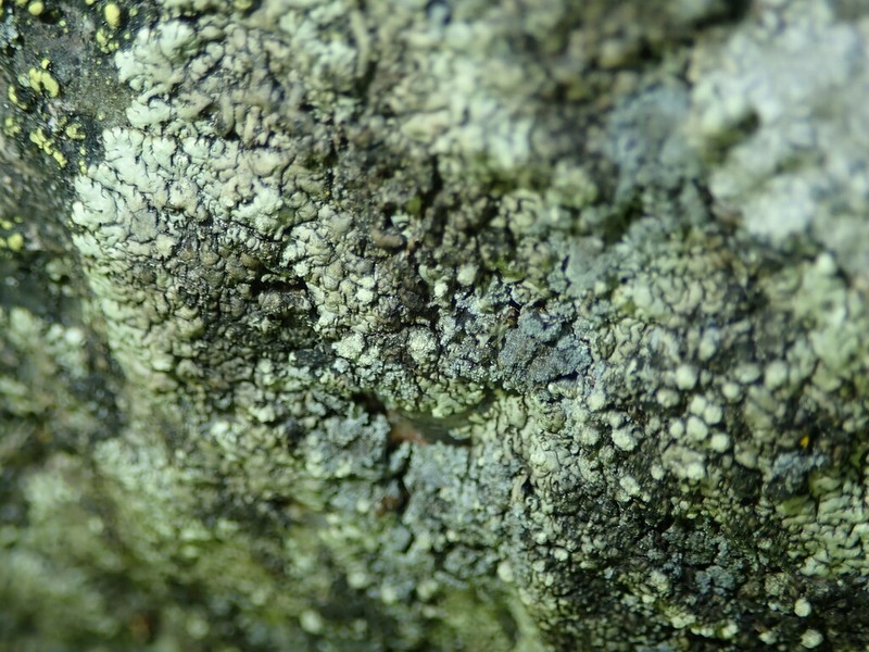 Mougeot's Xanthoparmelia Lichen photo 4