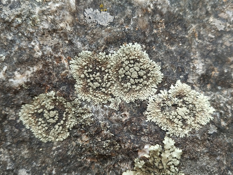 Mougeot's Xanthoparmelia Lichen photo 5
