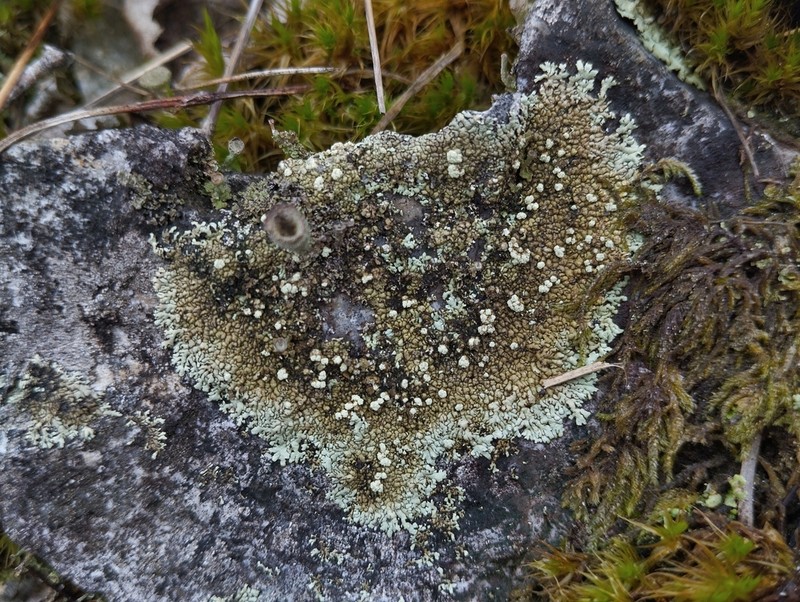 Mougeot's Xanthoparmelia Lichen photo 6