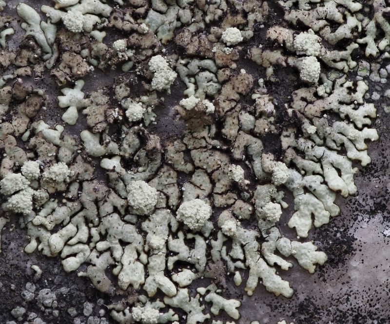 Mougeot's Xanthoparmelia Lichen photo 7