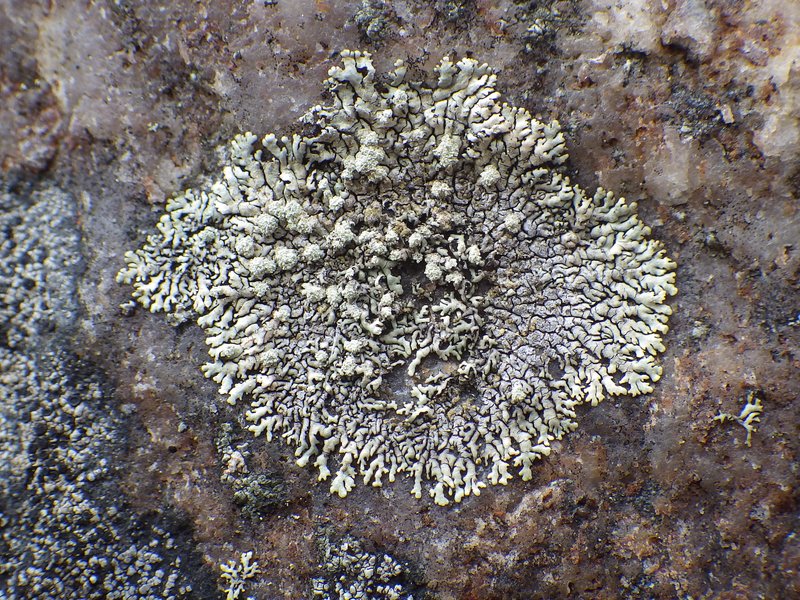 Mougeot's Xanthoparmelia Lichen