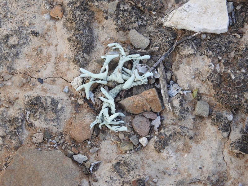 Xanthoparmelia Lichen