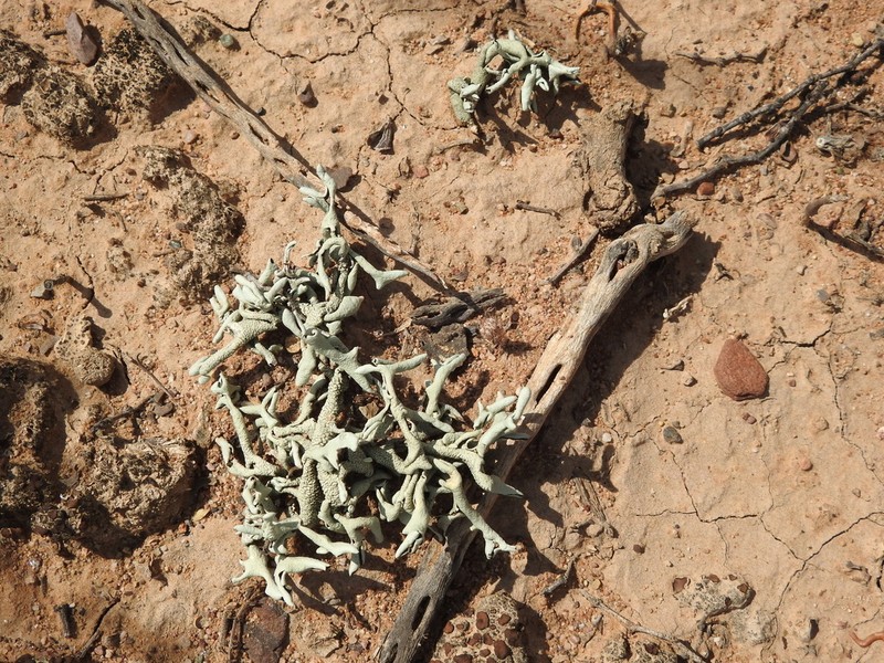 Xanthoparmelia Lichen photo 2