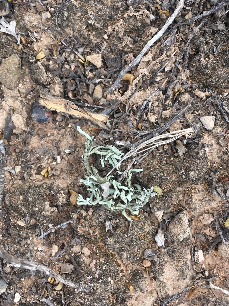Xanthoparmelia Lichen photo 3