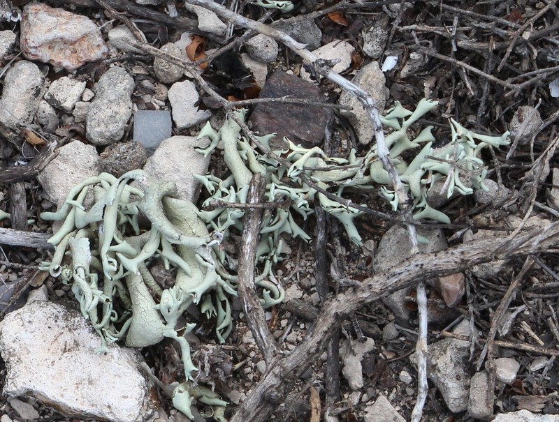 Xanthoparmelia Lichen photo 4