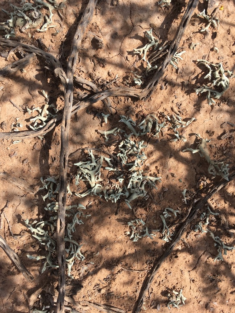 Xanthoparmelia Lichen photo 5
