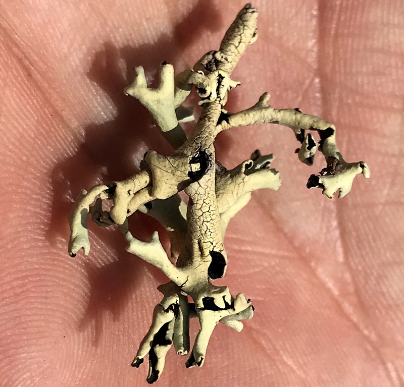 Xanthoparmelia Lichen photo 6
