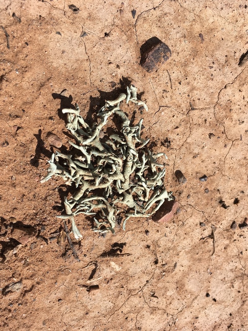 Xanthoparmelia Lichen photo 7