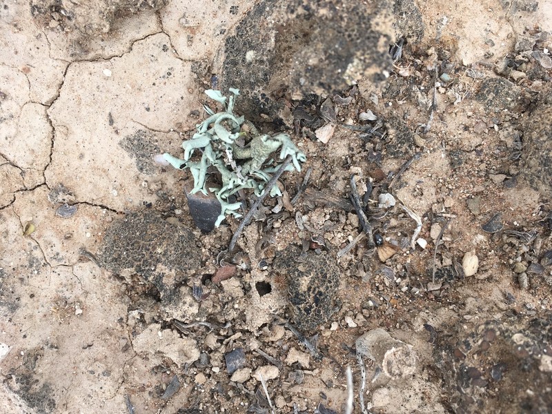 Xanthoparmelia Lichen photo 8