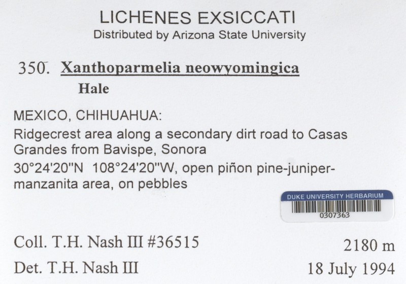 New Wyoming Xanthoparmelia Lichen photo 2