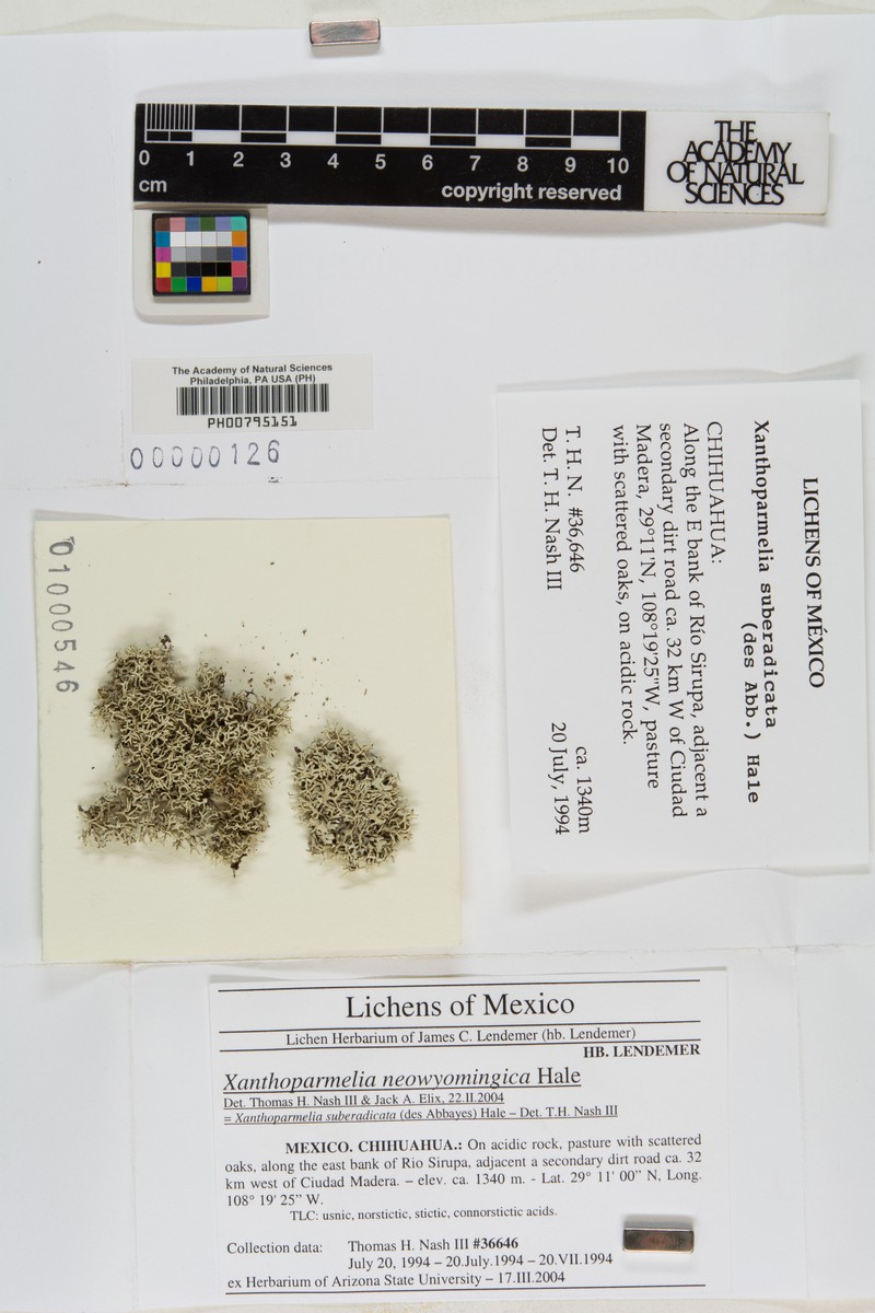 New Wyoming Xanthoparmelia Lichen photo 5