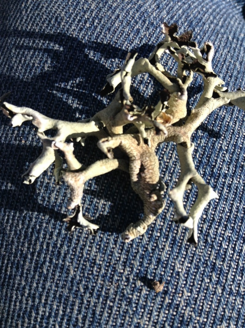 Xanthoparmelia Lichen