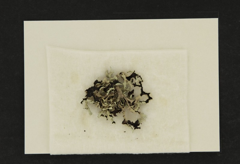 Xanthoparmelia Lichen photo 6