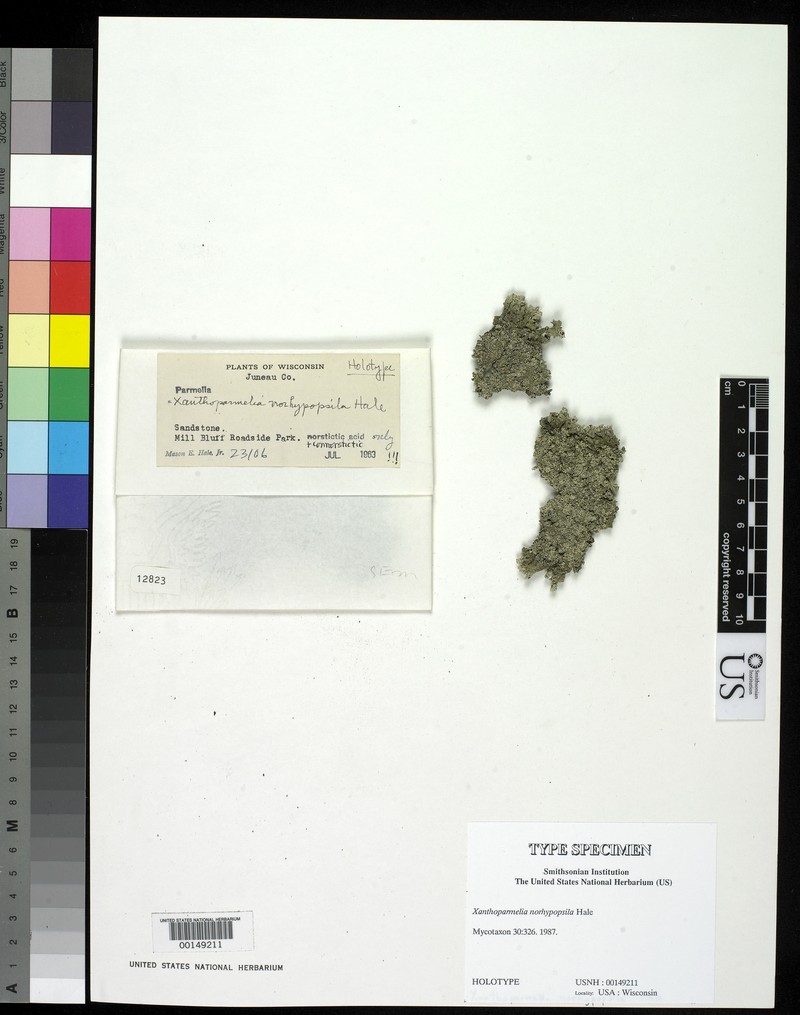 Xanthoparmelia Lichen
