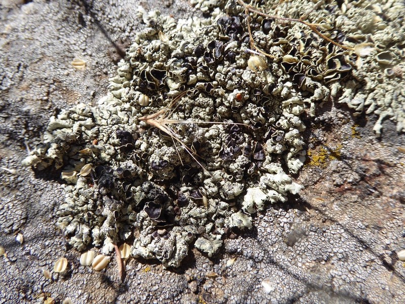 New Mexico Xanthoparmelia Lichen
