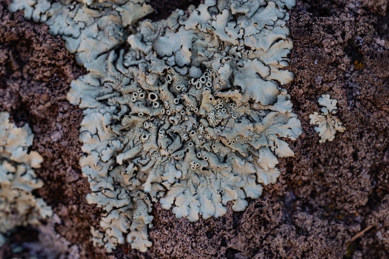 New Mexico Xanthoparmelia Lichen photo 2