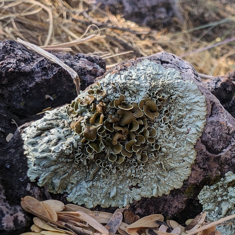 New Mexico Xanthoparmelia Lichen photo 3