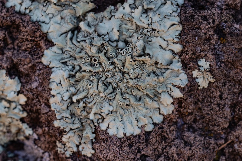 New Mexico Xanthoparmelia Lichen photo 4