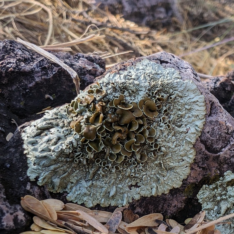 New Mexico Xanthoparmelia Lichen photo 5