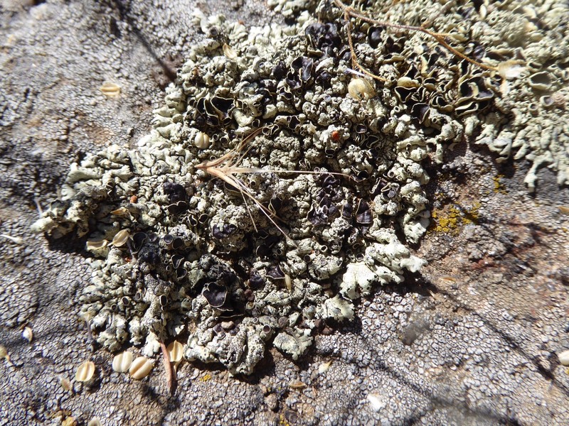 New Mexico Xanthoparmelia Lichen photo 6