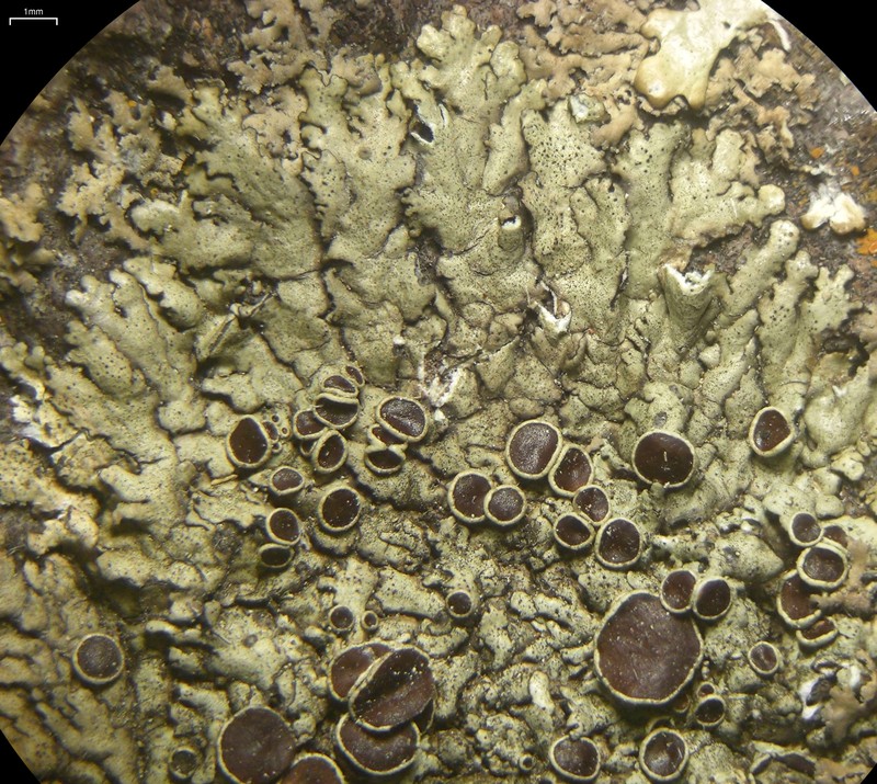 Xanthoparmelia Lichen photo 2