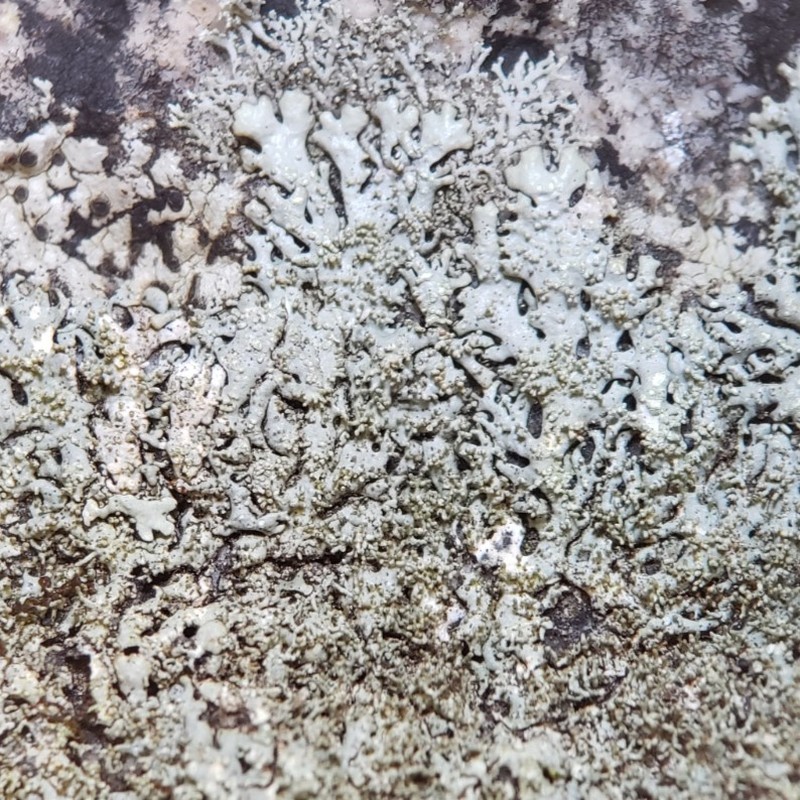 Piedmont Xanthoparmelia Lichen