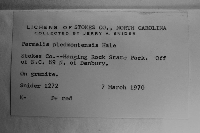 Piedmont Xanthoparmelia Lichen photo 2
