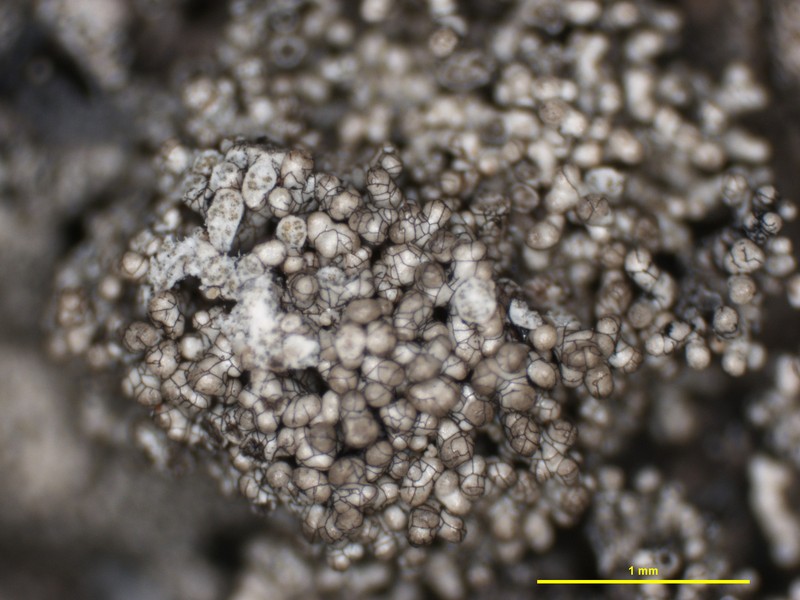 Piedmont Xanthoparmelia Lichen photo 6