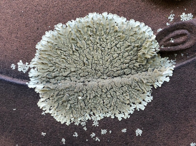 Plitt's Xanthoparmelia Lichen photo 2