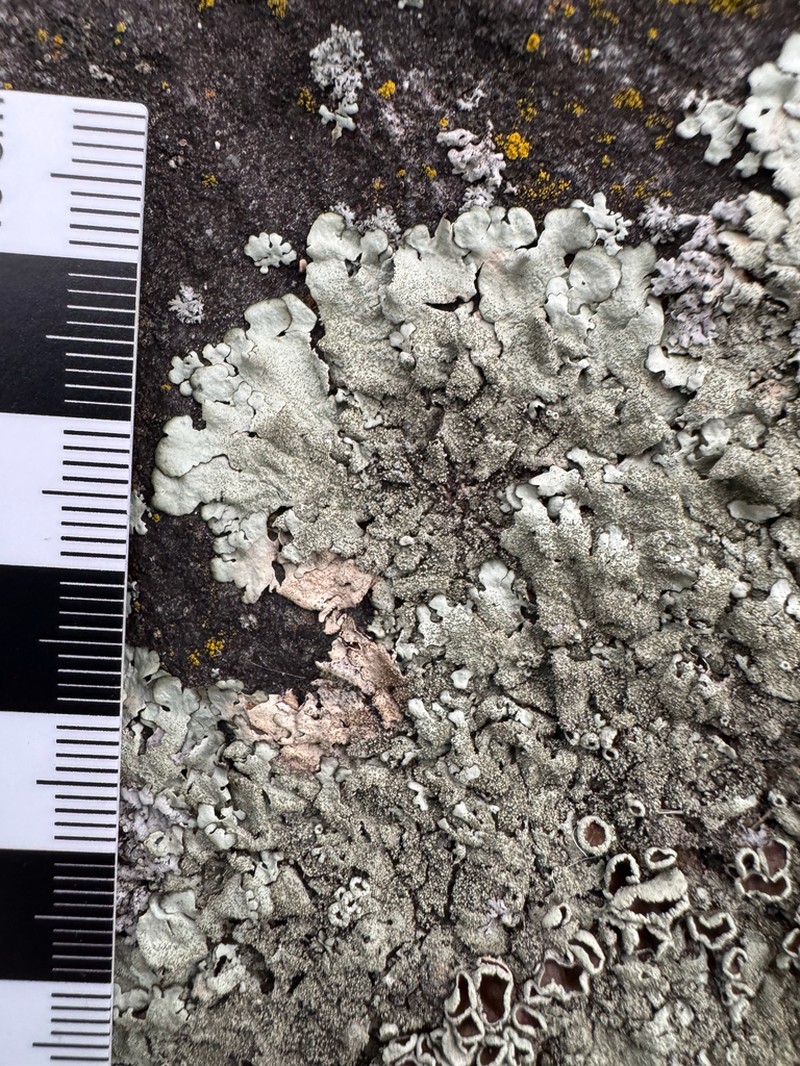 Plitt's Xanthoparmelia Lichen photo 3