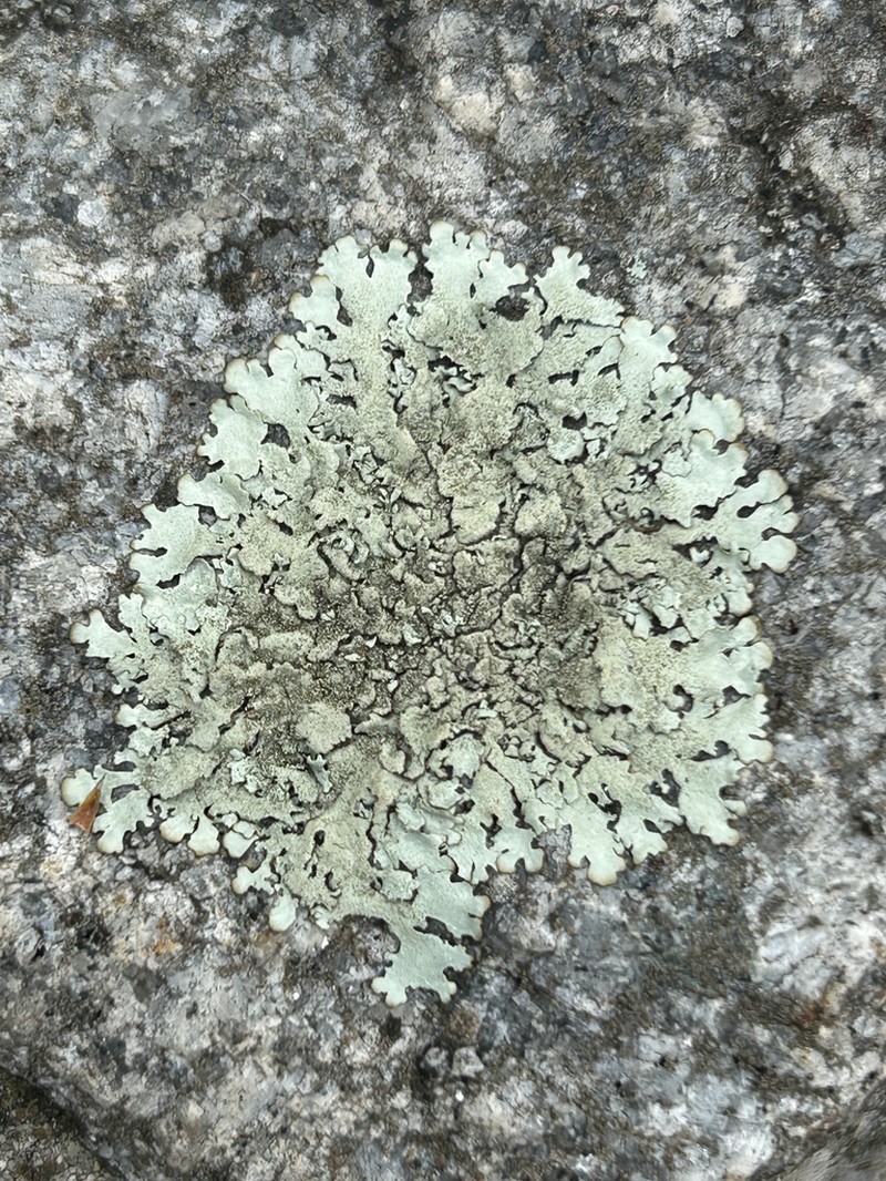 Plitt's Xanthoparmelia Lichen photo 4