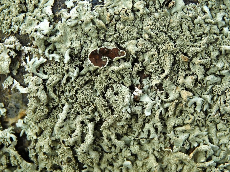 Plitt's Xanthoparmelia Lichen photo 5