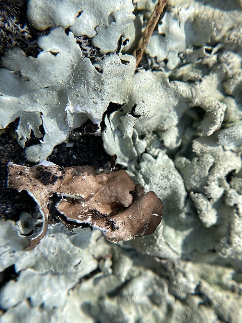 Plitt's Xanthoparmelia Lichen photo 6