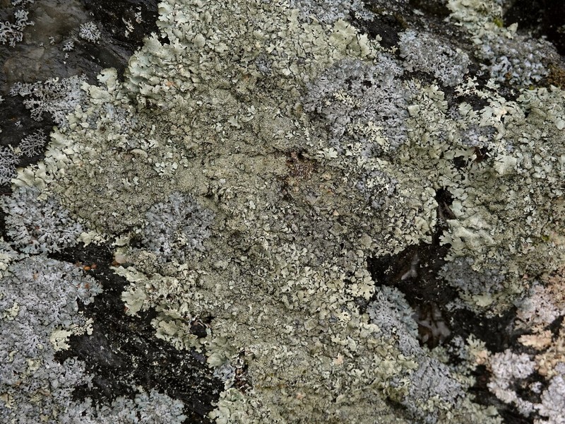 Plitt's Xanthoparmelia Lichen photo 7