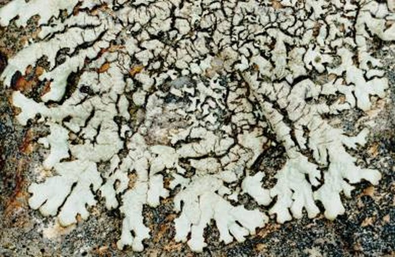 Plitt's Xanthoparmelia Lichen