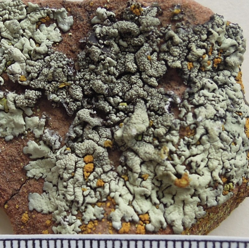 Xanthoparmelia Lichen