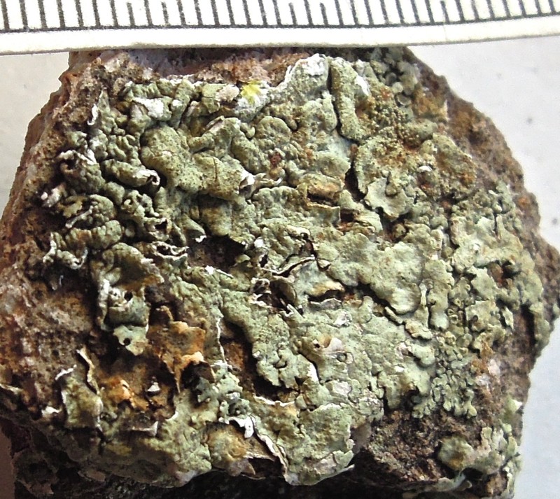 Xanthoparmelia Lichen photo 2