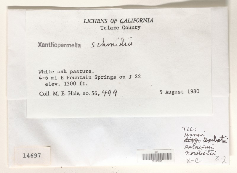 Schmidt's Xanthoparmelia Lichen
