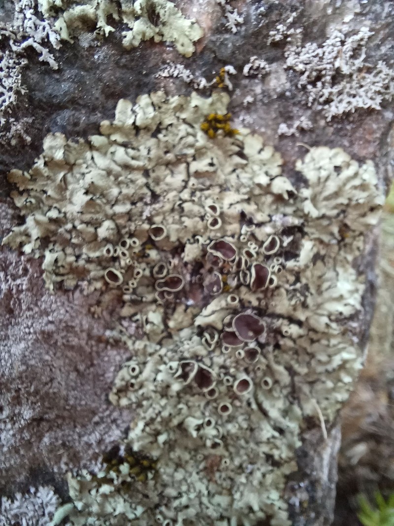 Xanthoparmelia Lichen