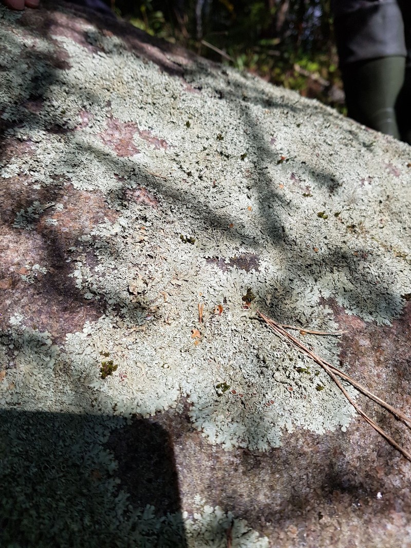 Xanthoparmelia Lichen photo 2