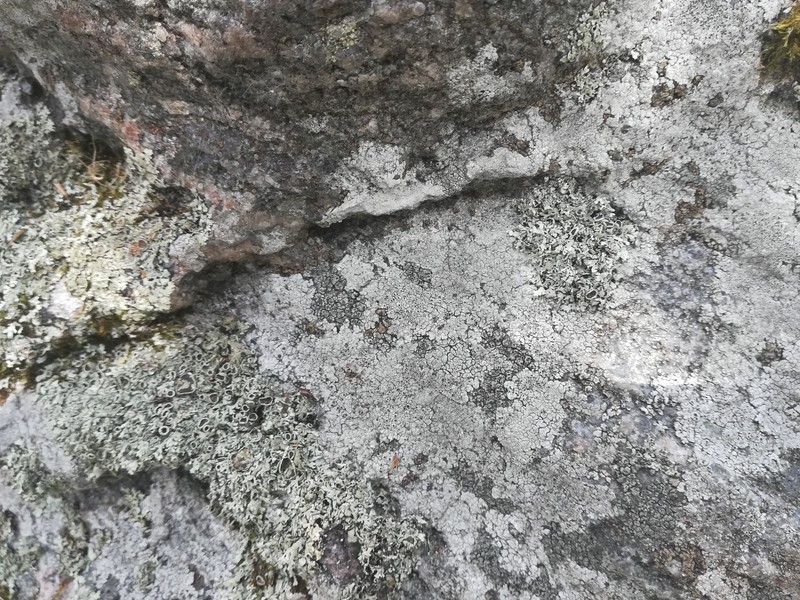 Xanthoparmelia Lichen photo 3