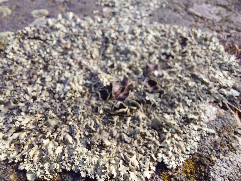 Xanthoparmelia Lichen photo 4
