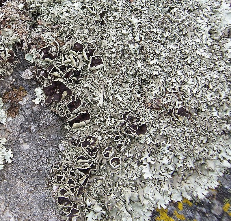 Xanthoparmelia Lichen photo 5
