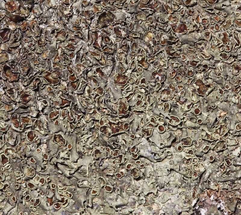 Xanthoparmelia Lichen photo 6