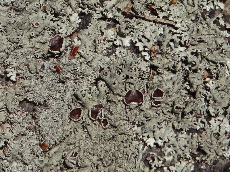 Xanthoparmelia Lichen