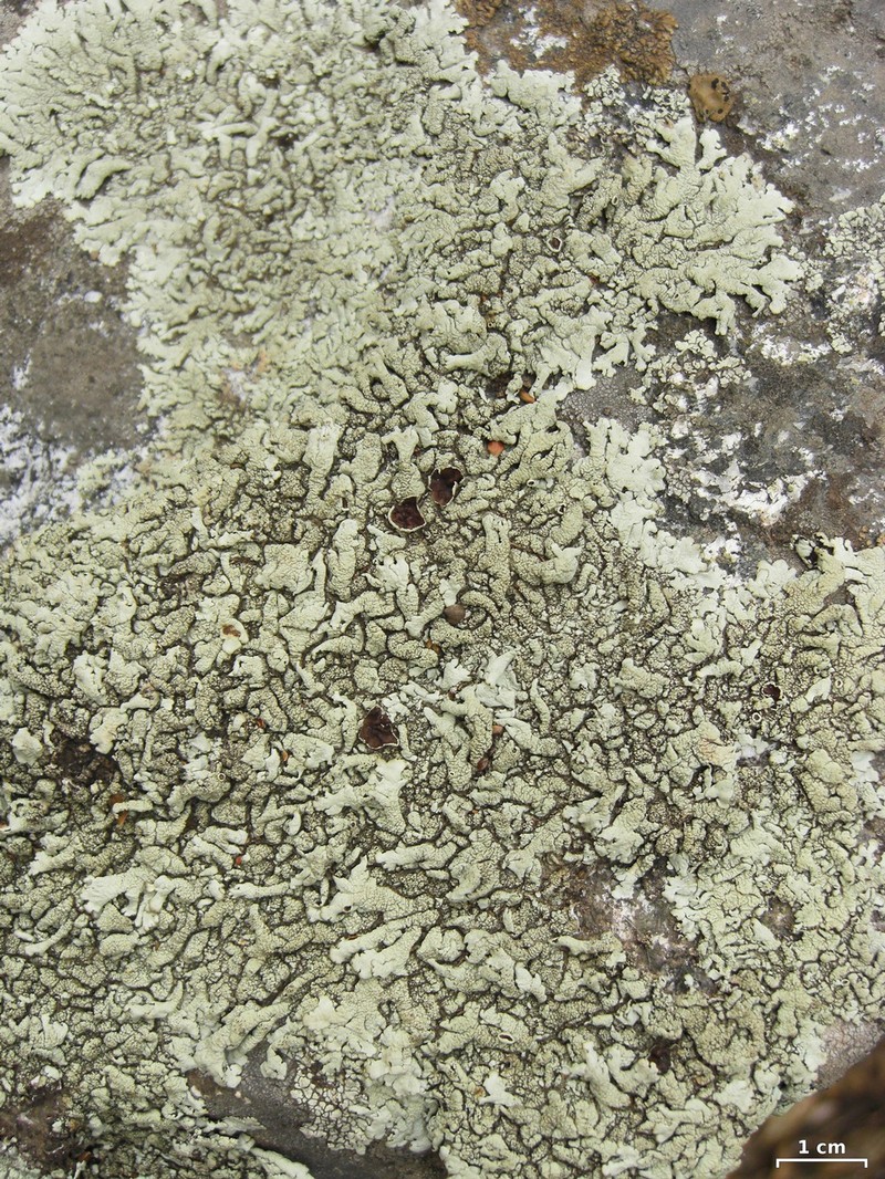 Xanthoparmelia Lichen