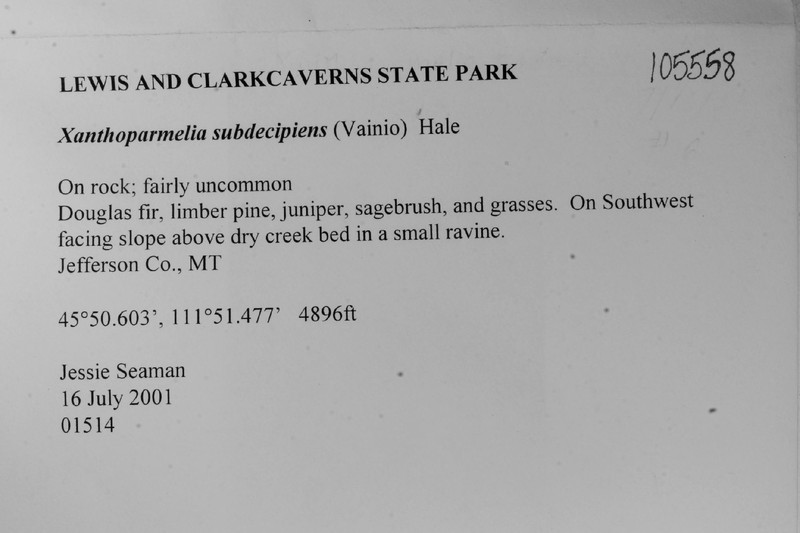 Xanthoparmelia Lichen photo 6